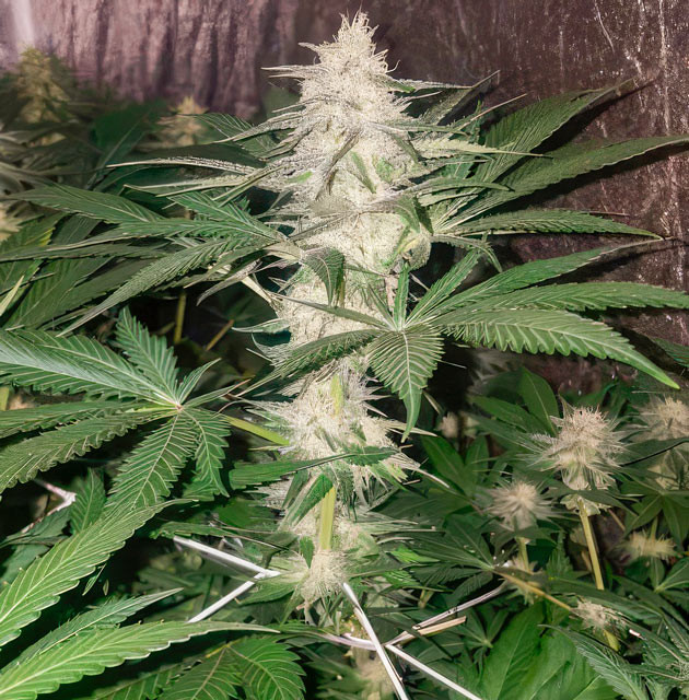 Созревание соцветий конопли Конопля на 10 неделе выращивания