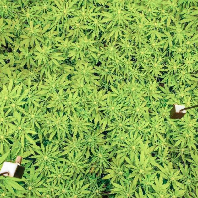 Изменения в составе удобрений Кусты Mimosa X Orange Punch на стадии цветения