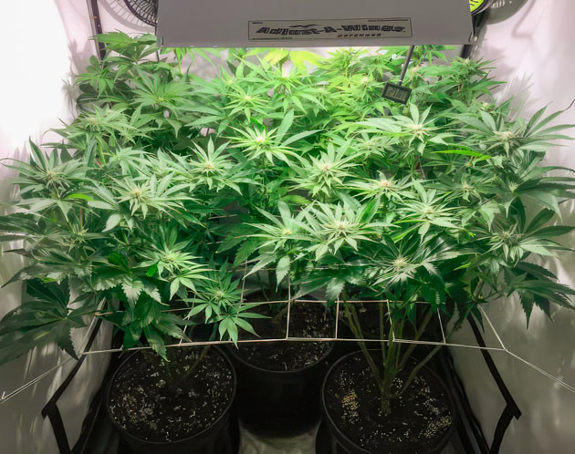 Терпеновый аромат и образование трихом Кусты Mimosa Shot от Herbies Seeds на стадии цветения