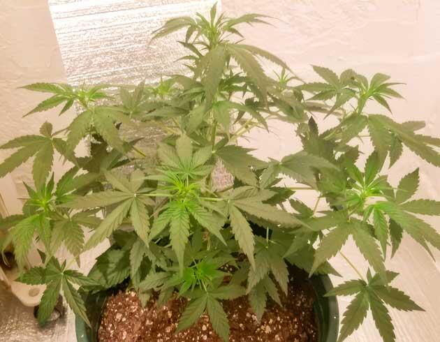 Развитие кроны на цветении Марихуана на 6 неделе выращивания