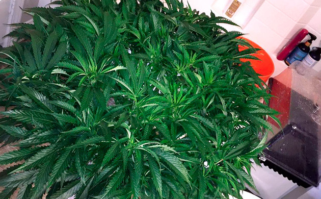 Конец 12-й недели Куст 48 сантиметров