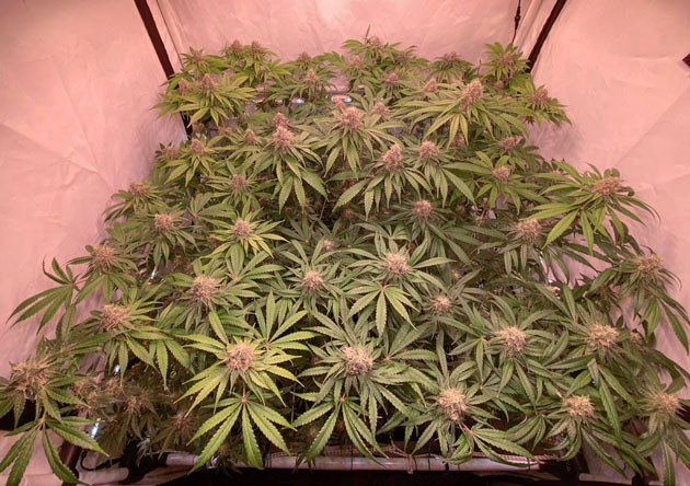 Появление трихом у марихуаны Окрашивание соцветий в фиолетовый цвет