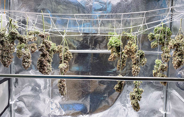 Итоги выращивания Wedding Cake Auto Урожай Wedding Cake Auto: итоги и выводы