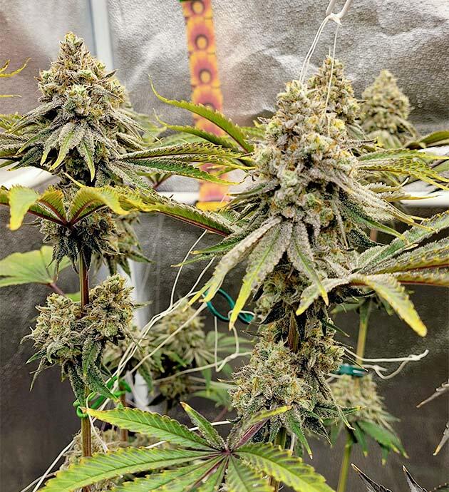 Подвязка ветвей для равномерного роста и массы бутонов Шишки каннабиса с густым слоем смолы и рыжими пестиками