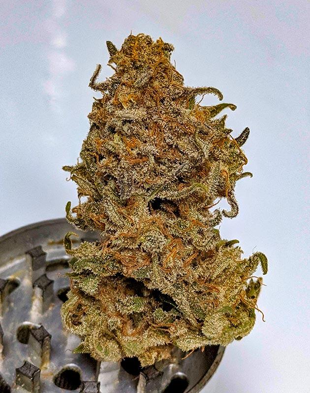 Общие впечатления о грове сорта Jack Herer Созревшая шишка конопли