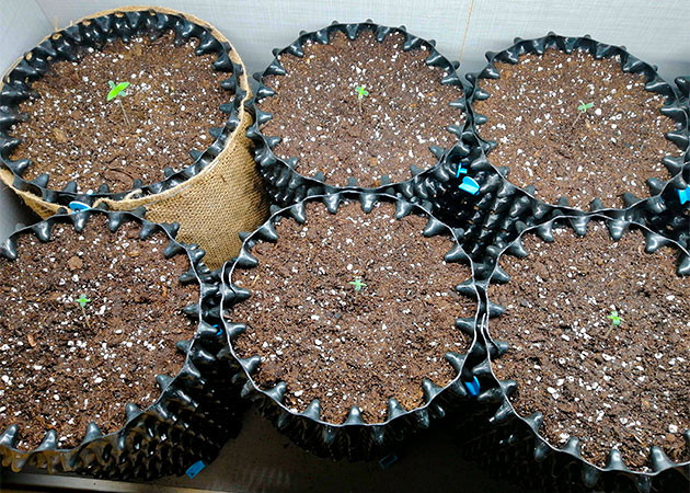 Росток Original Auto Skunk Куст Original Auto Skunk на 1 неделе выращивания