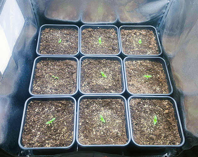 Проращивание семян конопли Biscotti Mintz Проращивание Biscotti Mintz