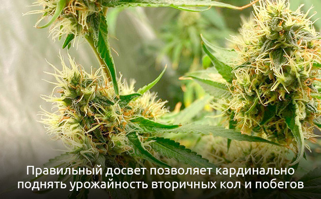 Использование боковой или нижней подсветки для улучшения структуры шишек Как повысить потенциал урожая каннабиса?