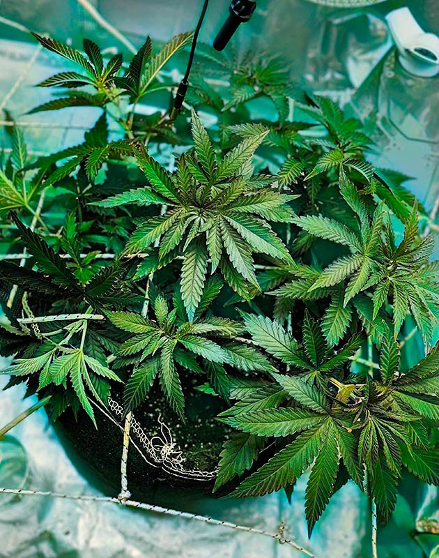 Топпинг двух макушек на 6 неделе Шестая неделя выращивания