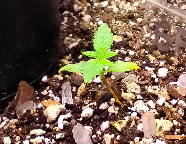 Вторая неделя выращивания марихуаны Росток сорта Godfather OG Auto ростом 3 - 3,5 см