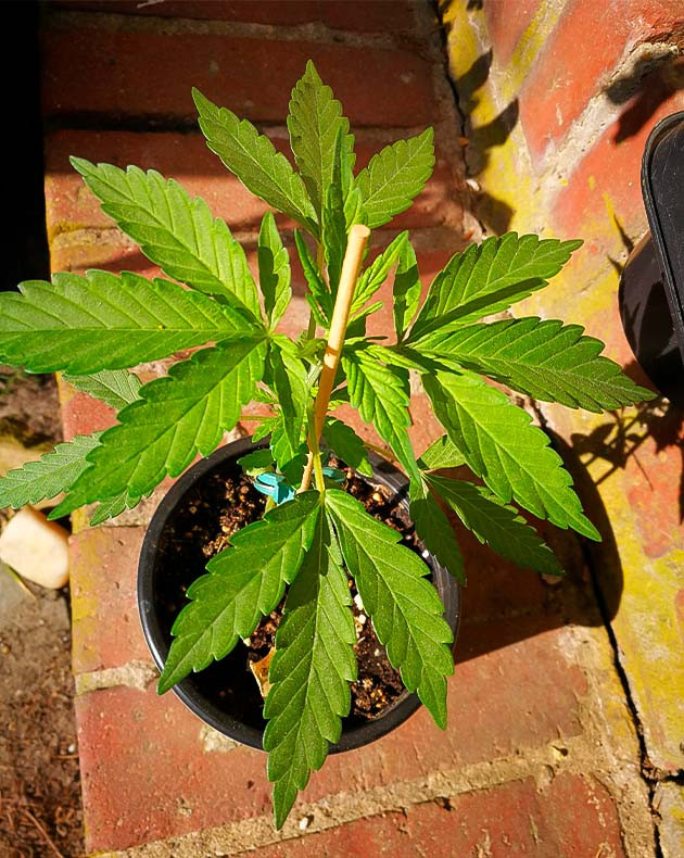 Четвертая неделя вегетации Формирование новых пятипалых листьев