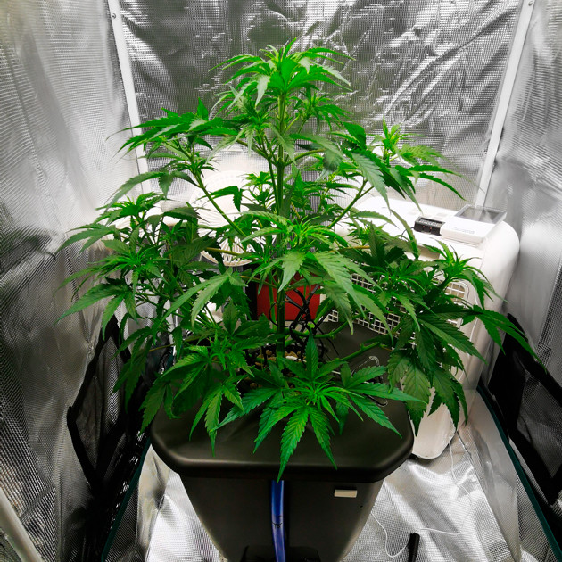 Дефолиация и начало цветения Начало цветения