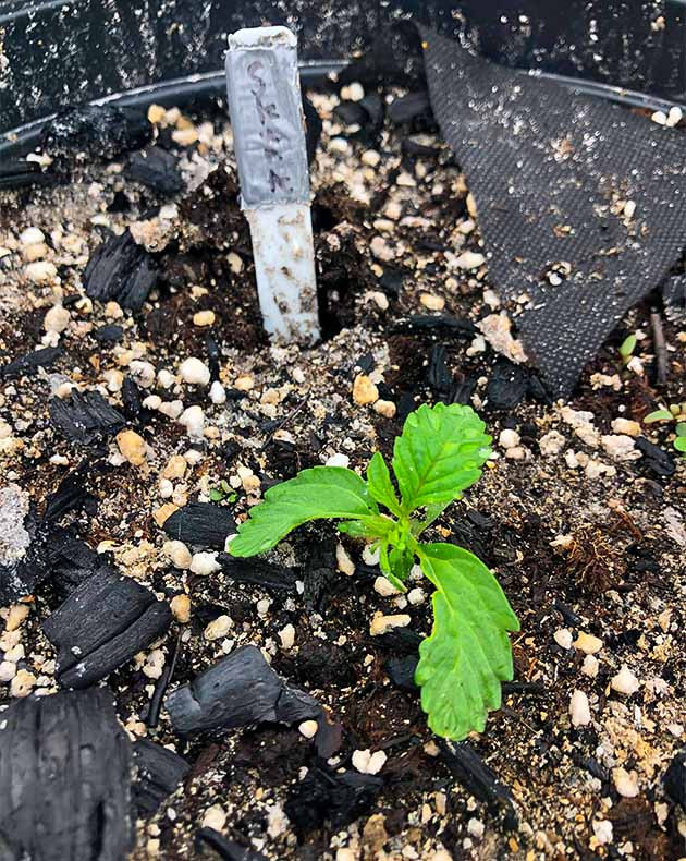 Формирование полноценной пары листьев на 3 неделе Росток конопли высотой 5 см