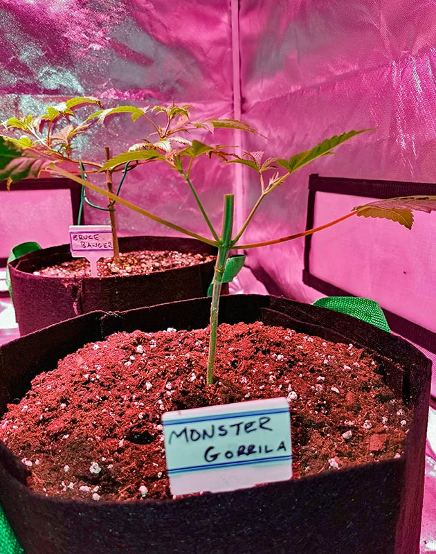 Тренировки: топпинг и мейн лининг Росток Gorilla Glue на 3 неделе выращивания