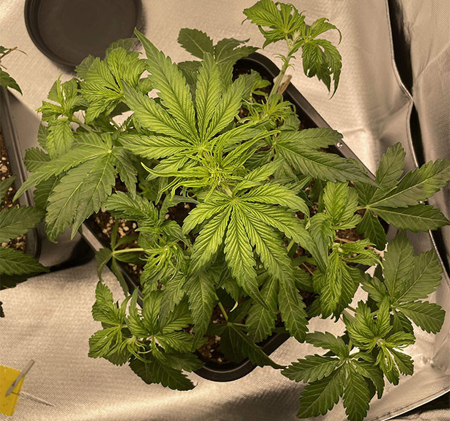 Обустройство нового бокса для Apollo F1 Auto Новый бокс для выращивания Apollo F1 Auto