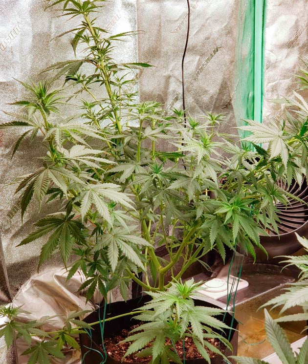 Изменение расстояния между растишкой и лампой Куст Bruce Banner #3 от Herbies Seeds на 6 неделе