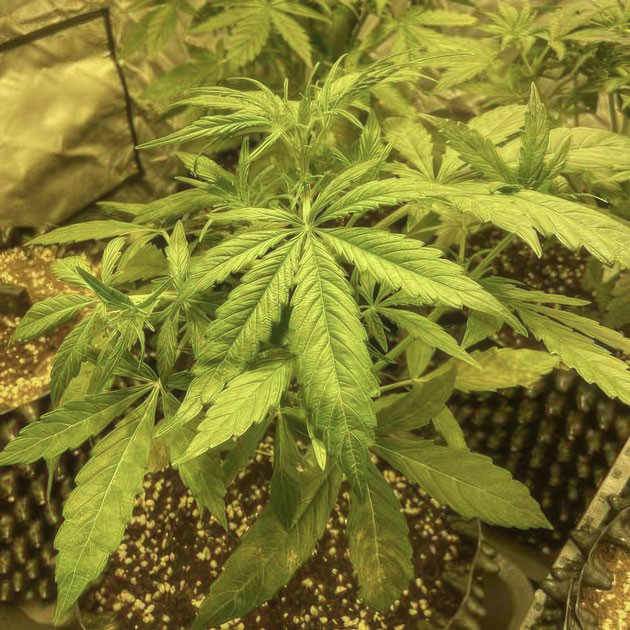 Активный рост и дефолиация куста Куст Wedding Cake Auto на 4 неделе выращивания