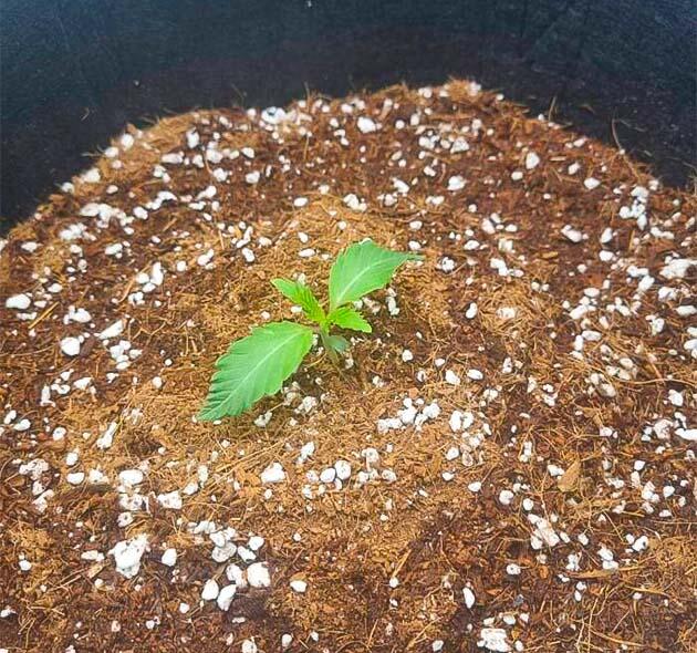 Рост конопли Росток Strawberry OG Cookies R1 от Ethos Genetics на 2 неделе