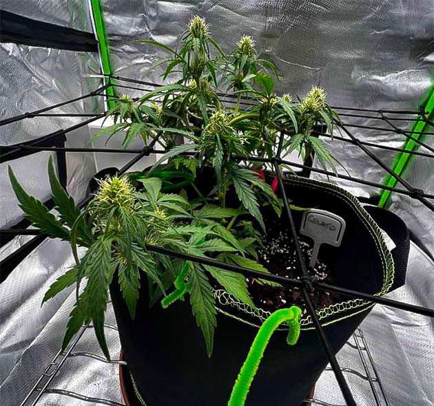 Активное развитие конопли и установка сетки ScrOG Куст Gelato ростом 30 см