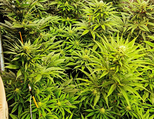 Начало стадии цветения Dos Si Dos 33 Формирование шишек на кустах