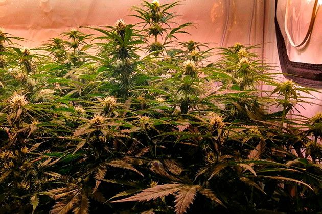 Кусты на 7 неделе выращивания Куст Original Auto Skunk на 7 неделе выращивания