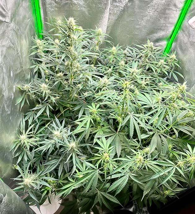 Марихуана на 7 неделе роста 3-я неделя цветения конопли