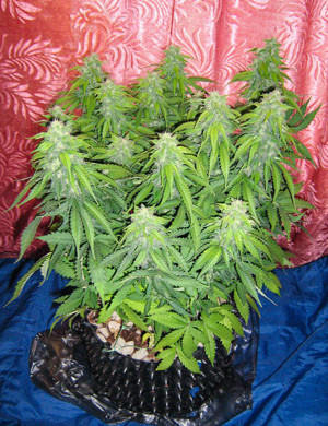 Восьмая неделя выращивания Куст с большими шишками