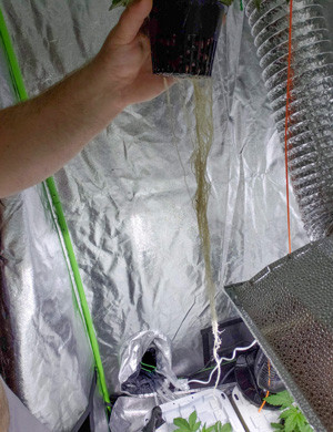 Развитие корня конопли на третьей неделе выращивания Корень конопли LSD