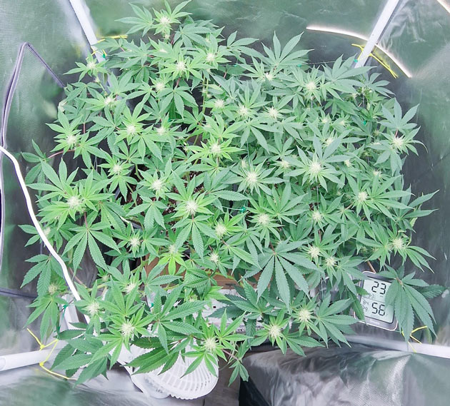 Подозрительные цветки у Poddy Mouth Исправление светового проникновения