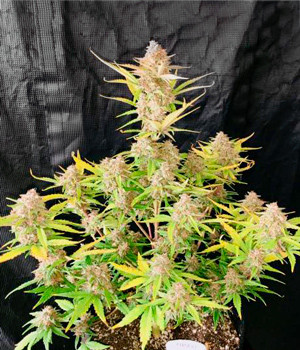 Цветение на 9 неделе Пожелтевший куст конопли