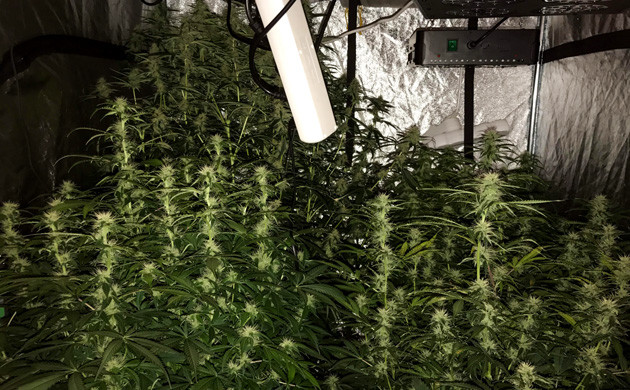 Развитие шишек марихуаны Auto White Widow fem 64 день выращивания Соцветия конопли Auto White Widow fem