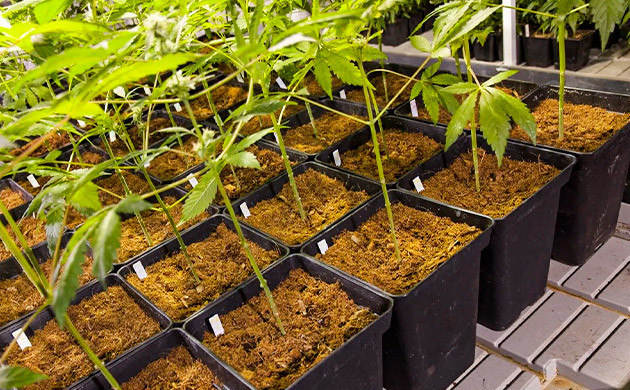 Как выращивать коноплю в кокосовой койре Как выращивать каннабис на кокосе