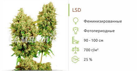 Сорт марихуаны LSD LSD от Сидбанка Семяныч