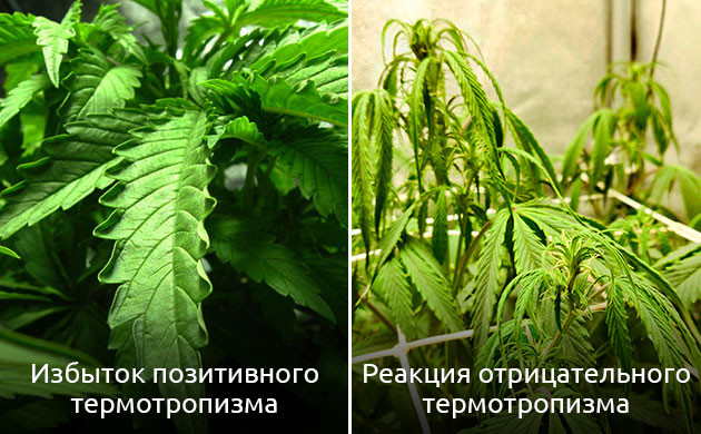Влияние тепла на каннабис Температура и рост конопли