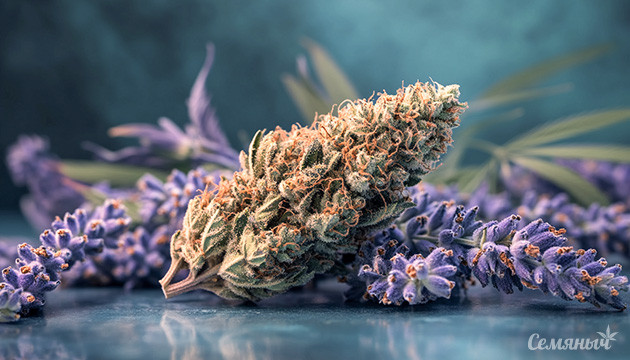 Влияние терпенов на коноплю Эффекты каннабиса ТГК и КБД