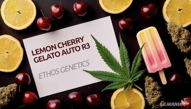 Гроурепорт сорта Lemon Cherry Gelato Auto R3 от Ethos Genetics
