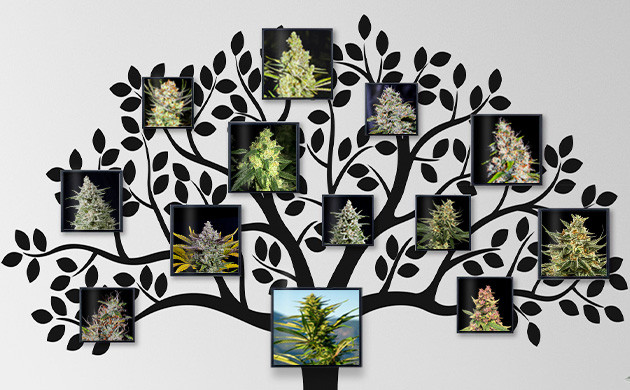Генотип марихуаны Генеалогическое дерево конопли