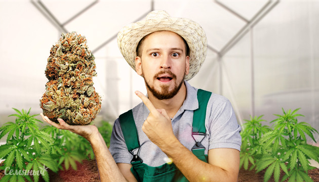 Выращивание конопли в теплице Тепличное выращивание каннабиса