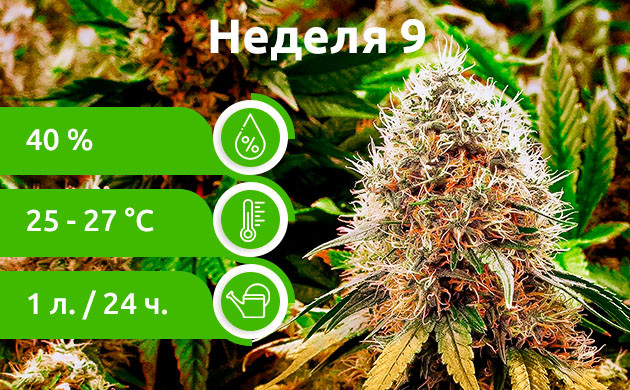 Девятая неделя: Финиш Неделя 9: К финишу