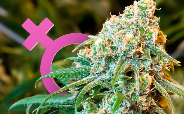 Конопля женского пола Женское соцветие конопли