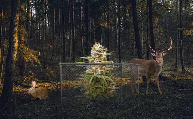 Защита от животных Ограждение от нападения животных