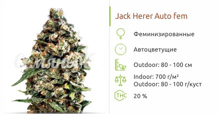 Сорт марихуаны Jack Herer Auto Jack Herer Auto от Green House Seeds