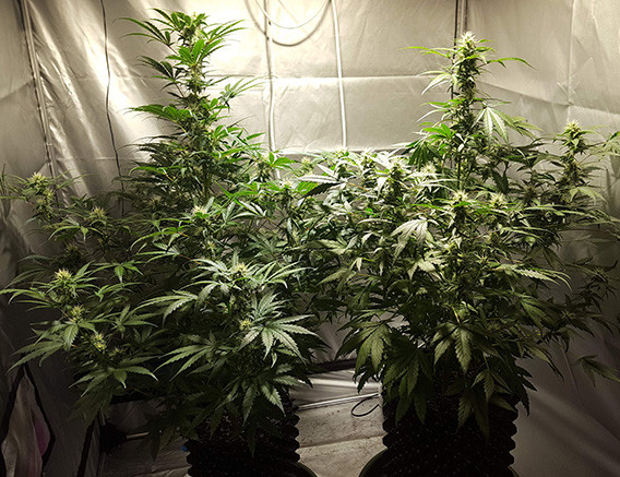 Формирование кол на 6 неделе выращивания Выращивание Auto White Widow в гроутенте