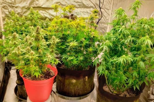 Питательная смесь для конопли и проверка трихом на зрелость Кусты Northern Lights 10 of 10 от Seedkeepers на 10 неделе