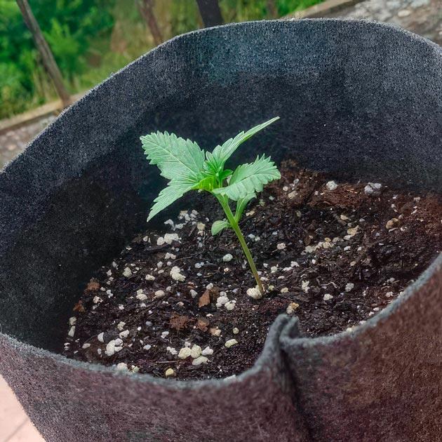 Полив каннабиса 2 неделя выращивания марихуаны