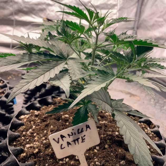 Vanilla Latte Auto на старте цветения 3 неделя выращивания сорта Vanilla Latte Auto