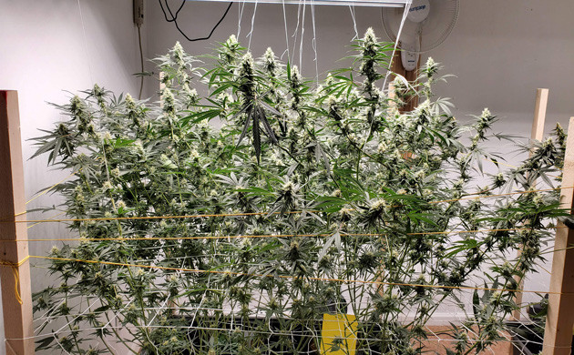 Закрепление тяжелых ветвей с шишками Подвязка кустов