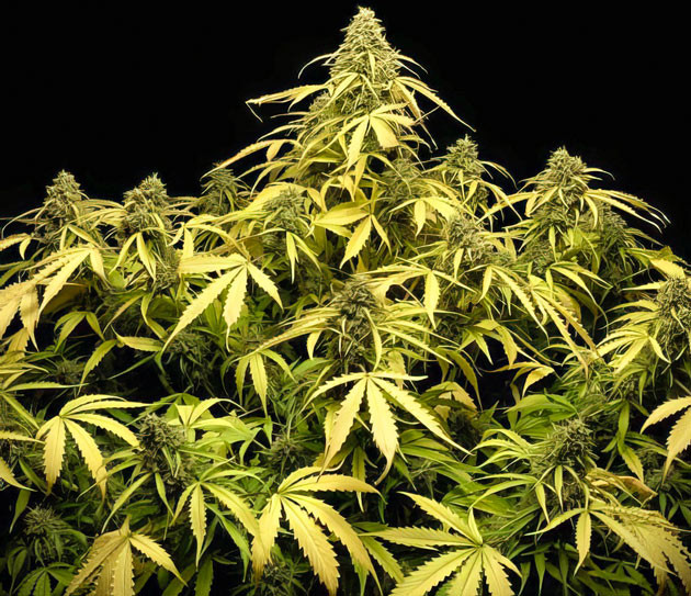 Плотные и налитые смолой шишки Куст Strawberry Gorilla Auto на завершающем этапе роста