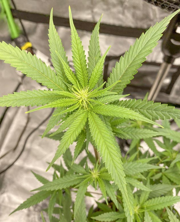 Поддержка для Blueberry Muffin Blueberry Muffin: график подкормки