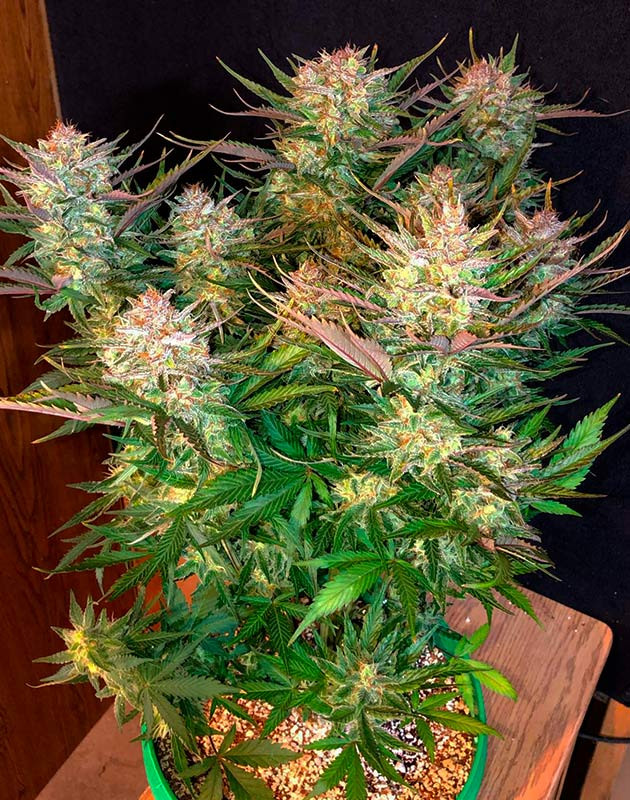 Окончание использования удобрений на 10 неделе Куст на 10 неделе выращивания